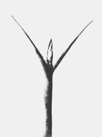 Suzanne Santoro Senza titolo, 2026; stampa fotografica su carta tratta dal libro d’artista Towards New Expression del 1974; 24 × 18 cm. Courtesy the artist Suzanne Santoro Senza titolo, 2026; stampa fotografica su carta tratta dal libro d’artista Towards New Expression del 1974; 24 × 18 cm. Courtesy the artist